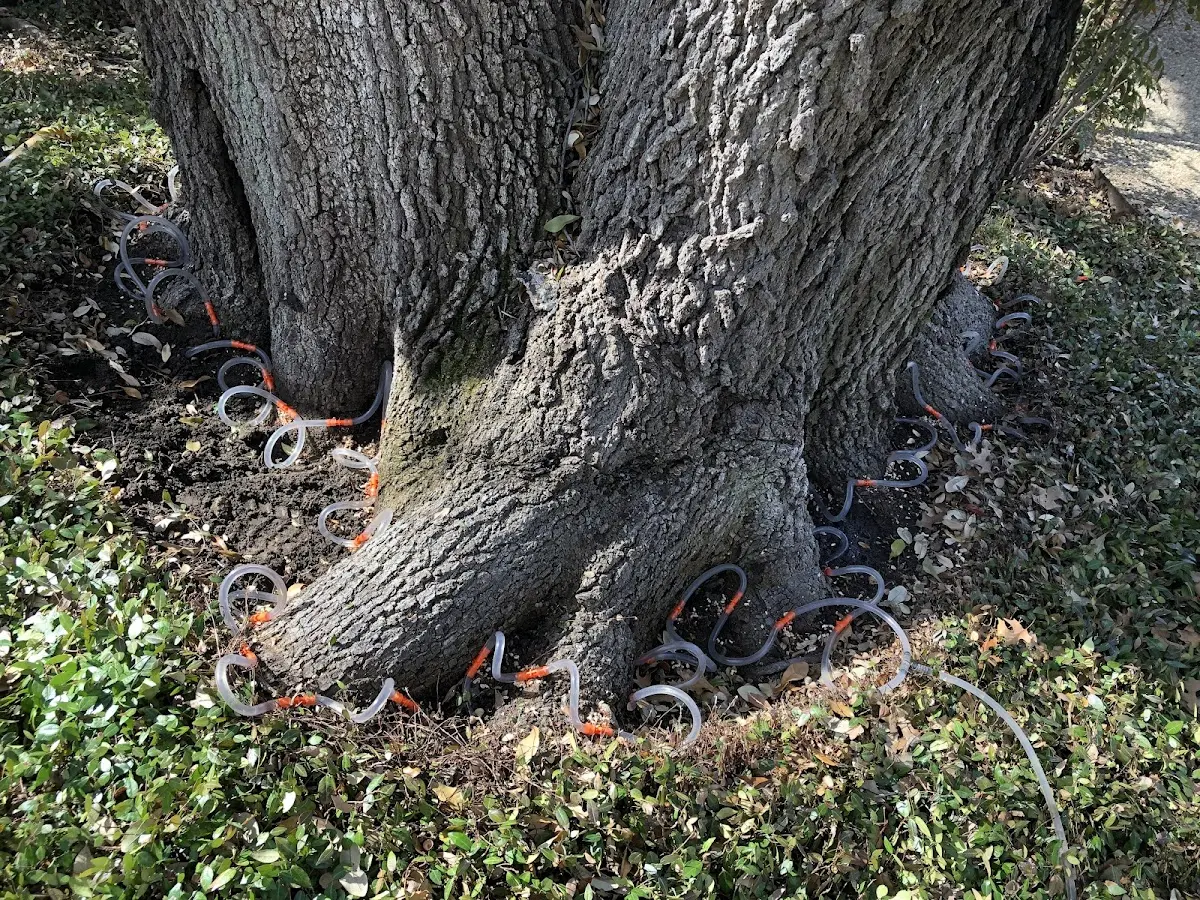 Detailed Tree Cabling and Bracing job site in Green Lake
