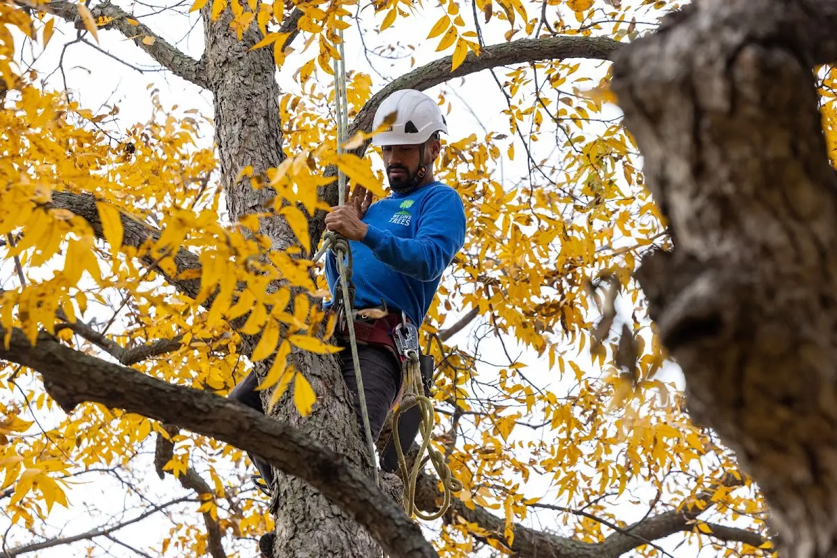 Skilled Tree Planing crew working in Green Lake